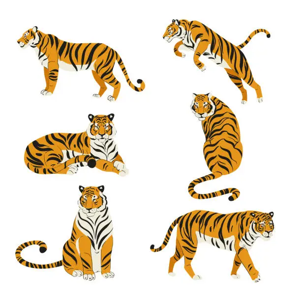 Vector illustration of Flat set of cute tigers in various poses isolated on white vector illustration
