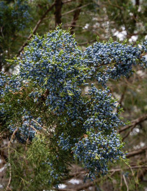 Juniper Virginia Hetz, oriental red cedar or pencil cedar in landscape park in foothills of  Caucasus. Juniper branches with ripe blue berries on blurred background. Selective focus. Close-up. Juniper Virginia Hetz, oriental red cedar or pencil cedar in landscape park in foothills of  Caucasus. Juniper branches with ripe blue berries on blurred background. Selective focus. Close-up. oriental spruce stock pictures, royalty-free photos & images