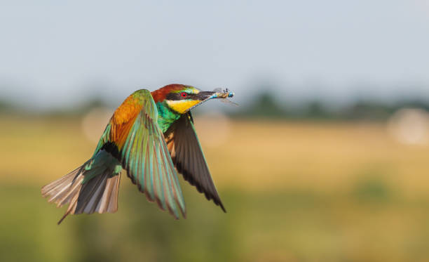 istock beautiful bird bee-eater with prey in its beak flies 1352436246