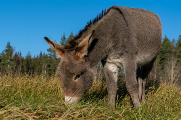 zbliżenie na bardzo uroczego młodego osła pasącego się na zielonym polu - donkey mule large grazing zdjęcia i obrazy z banku zdjęć