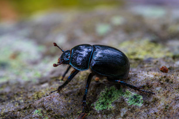 istock Black and blue dor beetle or dung beetle 1352436559