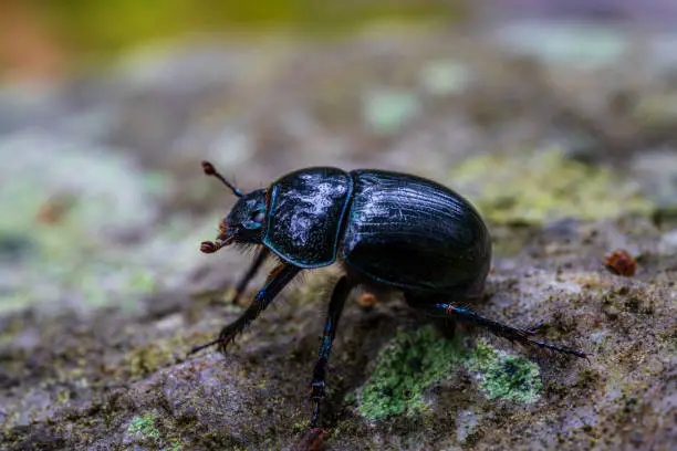 Photo of Black and blue dor beetle or dung beetle
