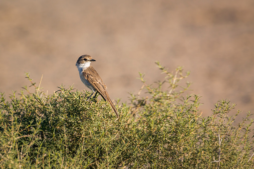 Mariqua Flycatcher standing on a shrub in Kgalagadi transfrontier park, South Africa; specie family Melaenornis mariquensis of Musicapidae