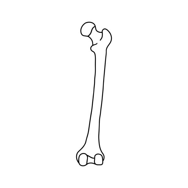 illustrations, cliparts, dessins animés et icônes de os du fémur humain. - tibia