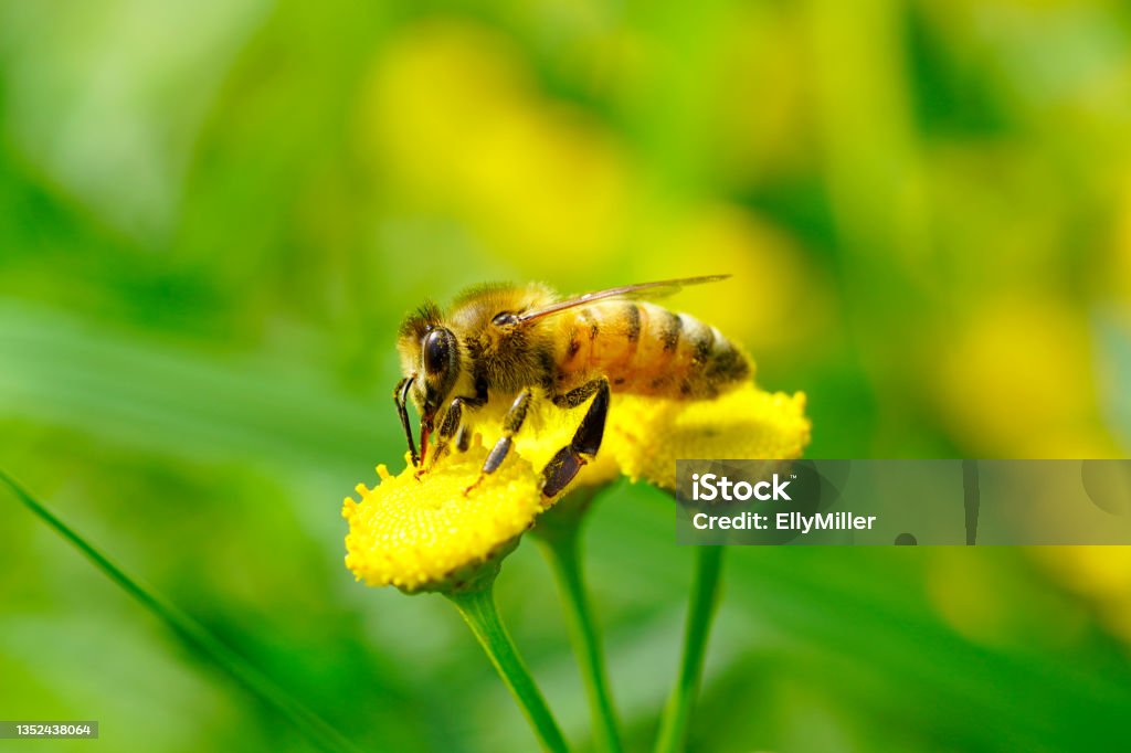 A bee collects nectar on a yellow flower. Insect close up. Apis mellifera. Animal Stock Photo