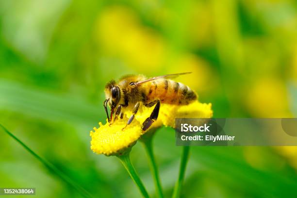 A Bee Collects Nectar On A Yellow Flower Insect Close Up Apis Mellifera Stock Photo - Download Image Now