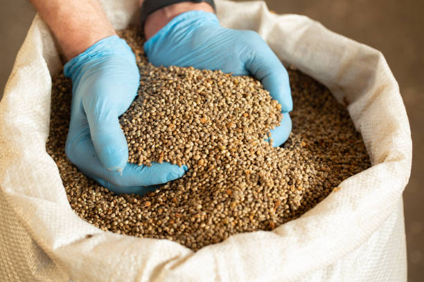 istock Male hands hold sativa hemp 1352438085