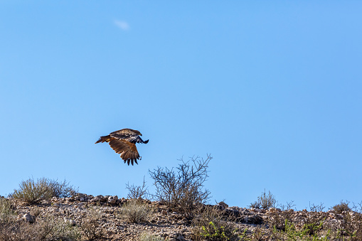 Tawny Eagle taking off isolated in blue background in Kgalagadi transfrontier park, South Africa; Specie Aquila rapax family of Accipitridae