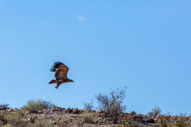 istock Tawny Eagle in Kgalagadi transfrontier park, South Africa 1352438558