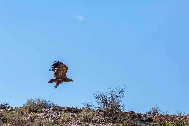 Tawny Eagle in Kgalagadi transfrontier park, South Africa Tawny Eagle taking off isolated in blue background in Kgalagadi transfrontier park, South Africa; Specie Aquila rapax family of Accipitridae steppe eagle aquila nipalensis stock pictures, royalty-free photos & images