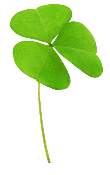 istock clover isolated on white background, clipping path, full depth of field 1352440139