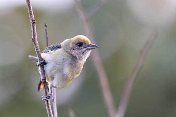 istock Burnished-buff Tanager (Stilpnia cayana) female, perched isolated on a branch on a blurred background in green tones... 1352440168