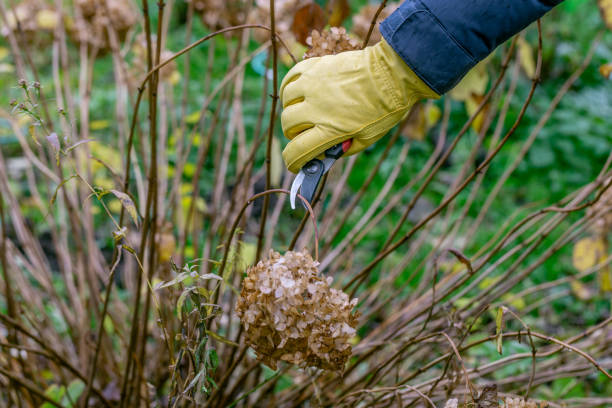 istock Bush hydrangea cutting or trimming with secateur in the garden 1352440207