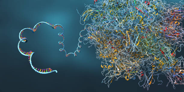 Ribosome as part of an biological cell constructing mRNA molecule - 3d illustration Ribosome as part of an biological cell constructing messenger RNA molecule - 3d illustration rna stock pictures, royalty-free photos & images