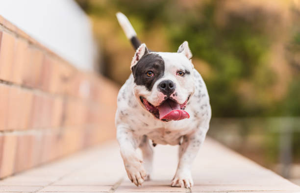 istock Black and white American bully dog walking in a park 1352441283