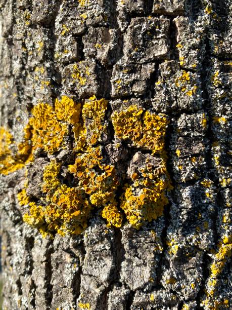 Log, wood, moisture, texture, background, closeup, yellow