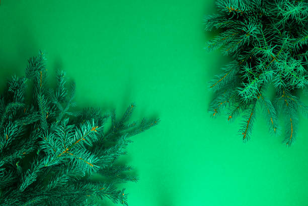 istock Christmas green background. Pine branches, needles and Christmas tree. View from above. Nature. December mood Green balls 1352443684