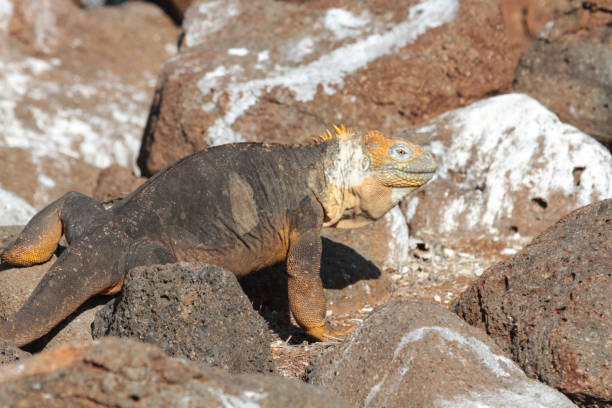 istock Galapagos land iguana, Seymour Island 1352445640