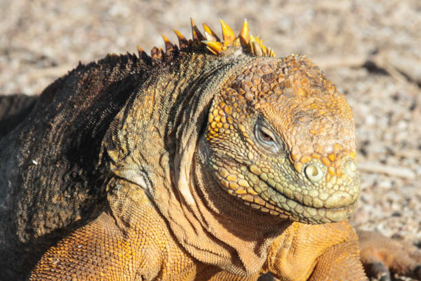 istock Galapagos land iguana, Seymour Island 1352445768