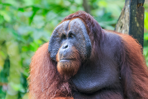 orangutans or pongo pygmaeus is the only asian great found on the island of Borneo and Sumatra