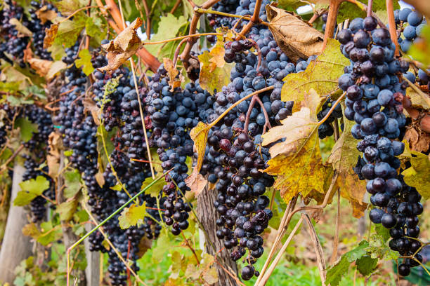 uvas maduras de vino syrah negras o azules que se utilizan para hacer vino rosado o tinto listo para cosechar en viñedos - globe grape fotografías e imágenes de stock