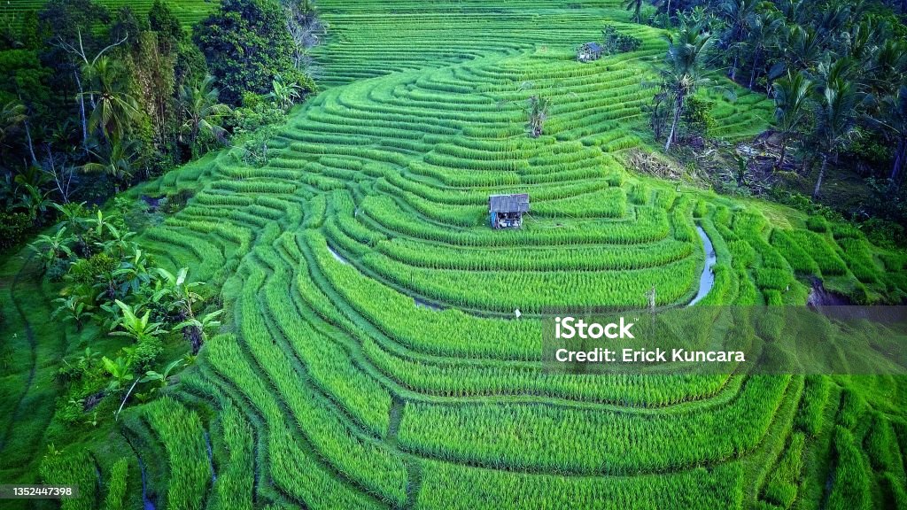 Tabanan Rise Field Rice Fields In Tabanan Bali Stock Photo - Download Image Now ...