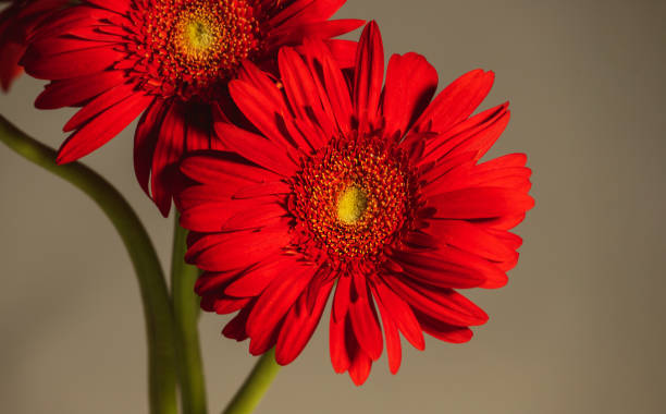 istock Gerbera red flowers detail on neutral background. 1352447771