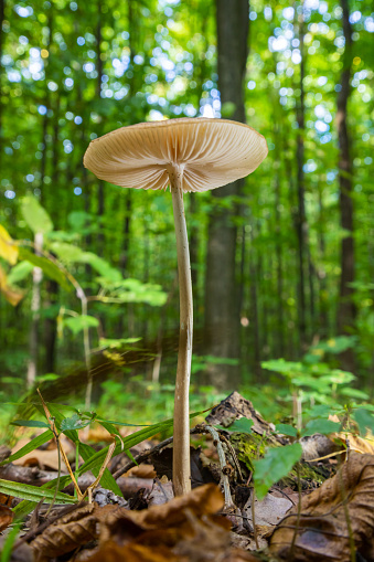 Autumn delicate, beautiful mushroom macro close up of fruiting fungi on a fallen rotting tree with moss during soft overcast light in a open broad leaved woodland forest floor.