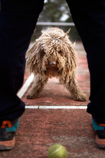 Healthy happy dog of Komondor breed, Puli, Bergamasco, playing with a tennis ball. Rasta dog, grooming