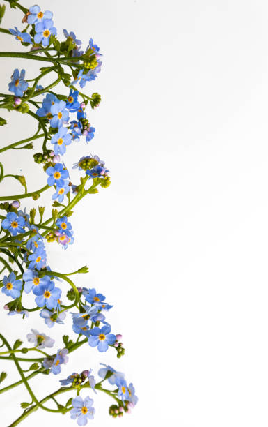 istock Spring is coming - bunch of forget-me-nots over white background 1352449639