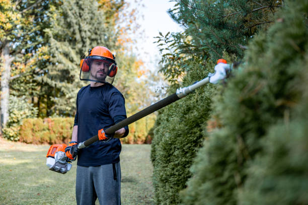 istock Trimming hedge with power saw 1352450317
