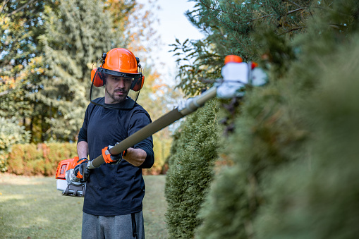 Adult man wearing protective workwear trimming a hedge with an electrical saw.