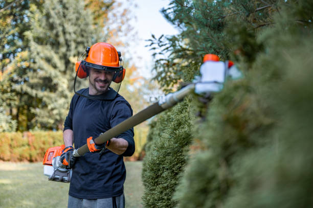 istock Trimming hedge with power saw 1352450356