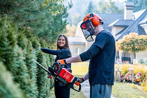 Young adult couple trimming a hedge with power saw and hedge clippers.