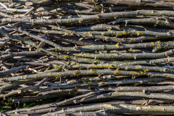 istock Big pile of firewood piled up randomly. Background Texture 1352451010