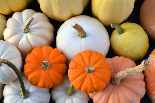 istock Pumpkins colorful autumn background. 1352453186