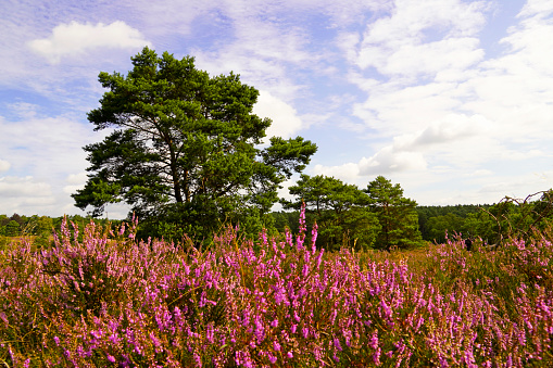Weseler Heide nature reserve. Landscape with blooming heather plants near the Lueneburg Heath.