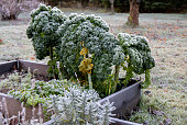 Kale or leaf cabbage Brassica oleracea outdoors in late autumn, covered by hoarfrost in early autumn.