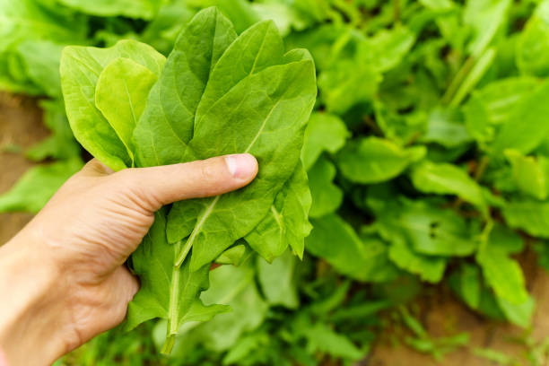 istock Fresh sorrel Rumex. Eco-friendly cultivation of vegetables. Selective focus 1352454938