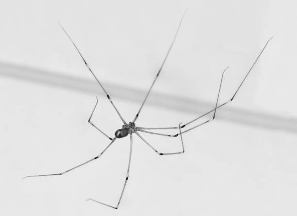 istock daddy long legs in black and white 1352456210