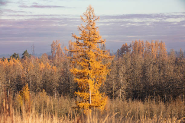 istock fall autumn season with beautiful colored tree 1352456527