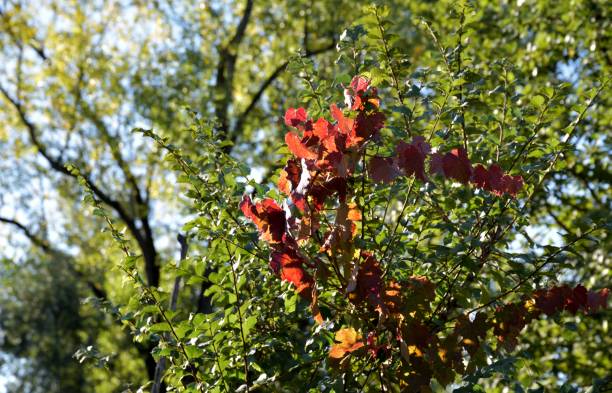 istock Early autumn leaves 1352457372