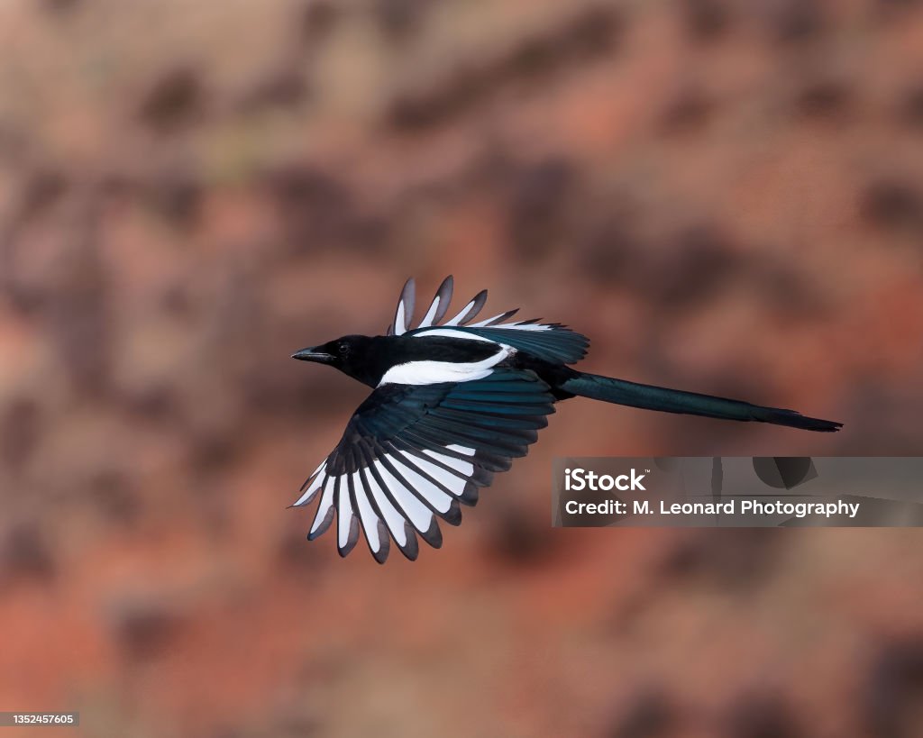 Black-billed Magpie (Pica hudsonia) A black-billed magpie flashes his black and white plumage while in flight.  Wyoming, USA. Animal Stock Photo