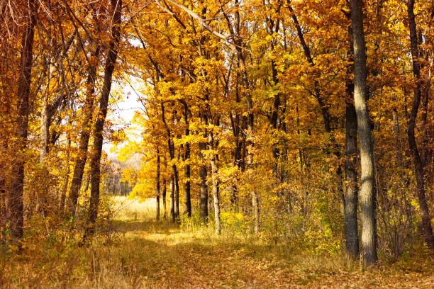 istock Autumn trees. Oak forest. Colorful landscape. Autumn path. 1352457697