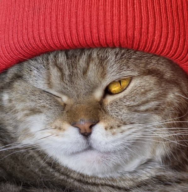 andwang/Fluffy cat knit hat/ニット帽 5,471 Cat Knit Hat Royalty-Free Images, Stock Photos & Pictures