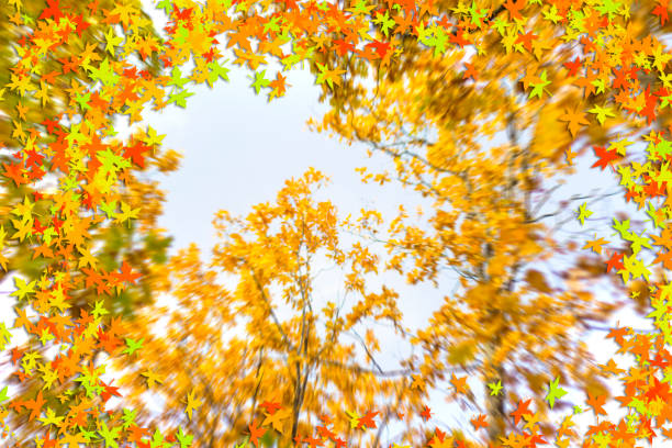 istock Autumn background with yellow trees. Nature. Landscape. 1352457828