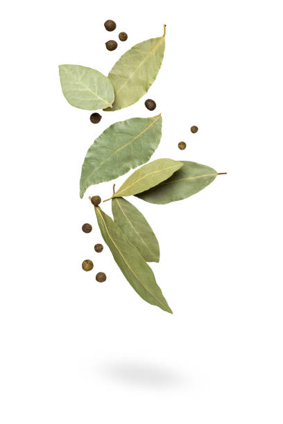 Bay leaf with allspice falls. Seasoning isolated on white background. Bay leaf with allspice in the air. Seasoning isolated on white background. leaf epidermis stock pictures, royalty-free photos & images