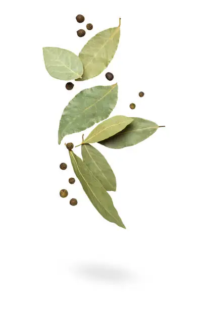 Bay leaf with allspice in the air. Seasoning isolated on white background.