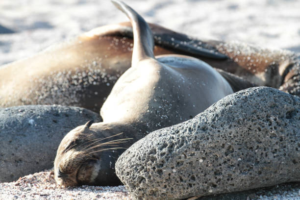 istock Galapagos sea lions, Seymour Island 1352462342