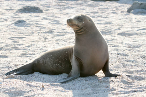 The Galapagos sea lion have a loud bark and playful nature. The are the smallest species of sea lions.